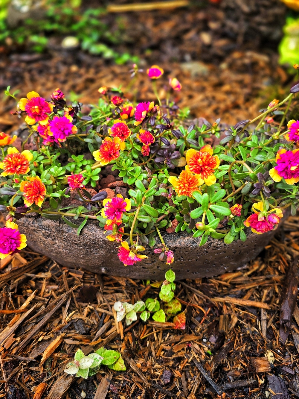 Handmade Concrete Planter Bowl with Vibrant Portulaca Purslane Live Plant 🪴